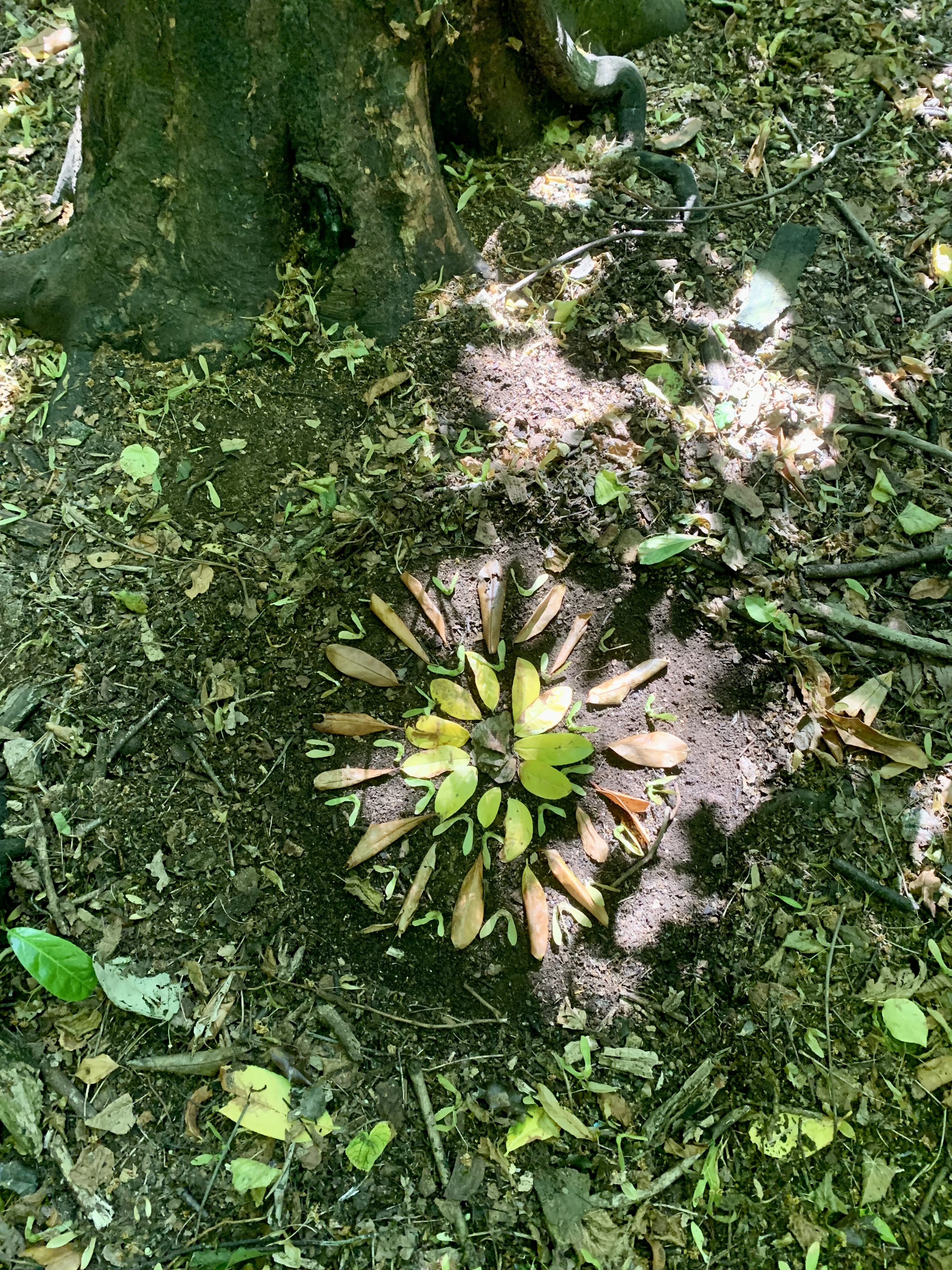 Charlotte Hawke Forest Therapy and Art Workshops: New Year Taster Forest Bathing Sessions for Wellbeing