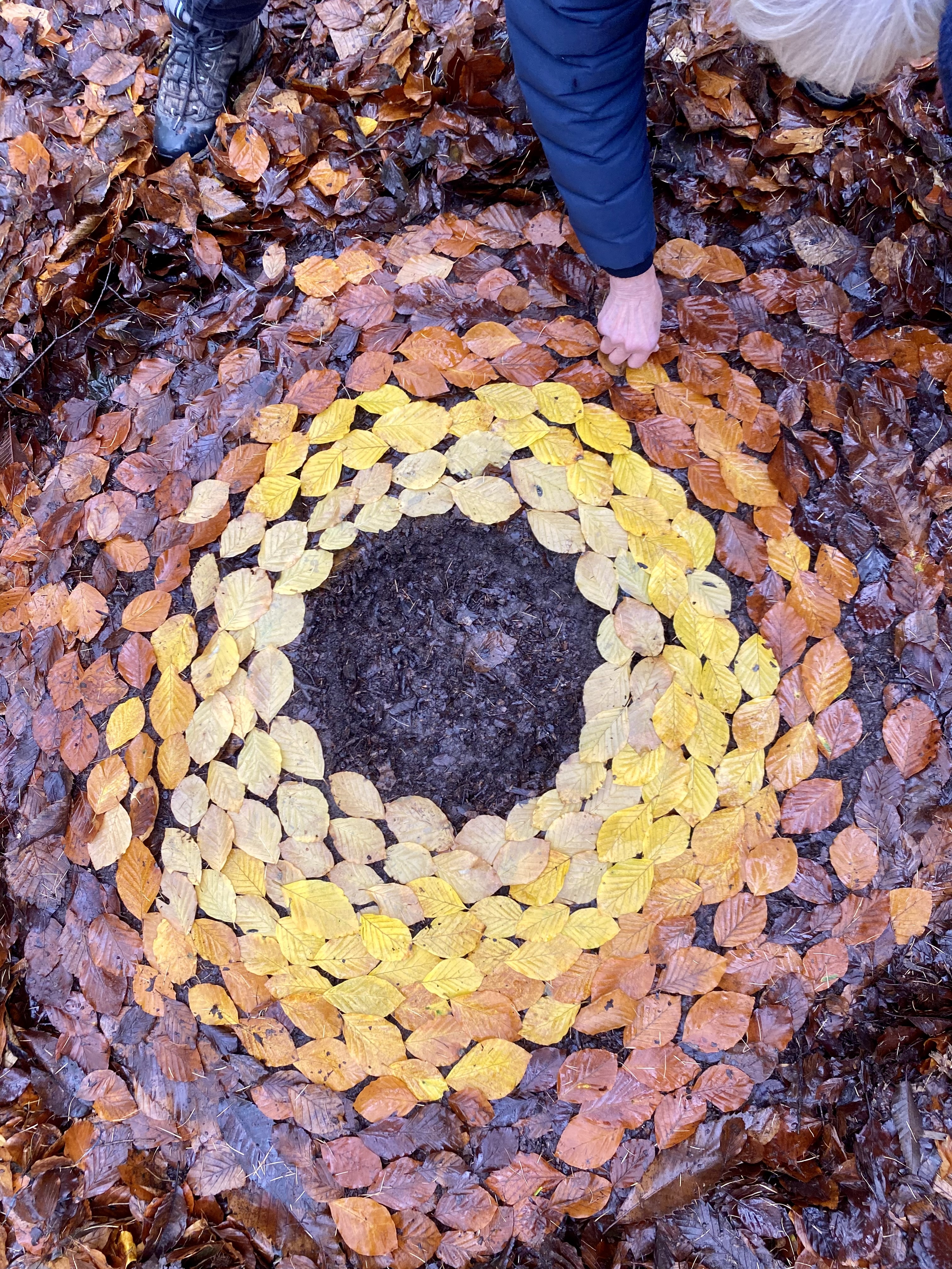 Ecowild: Free to Access Embodied Connection and Land Art Course